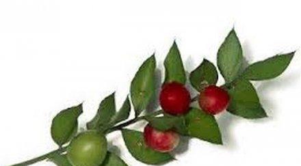 хайка цветарските магазини перник заради защитено растение