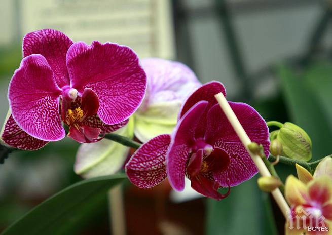 Аристократите сред цветята в изложба с аромат на романтика