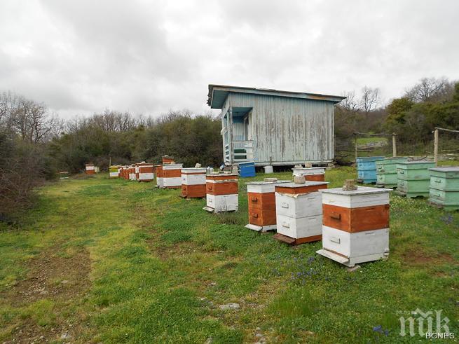 Пчелари се вдигнаха на протест, искат увеличение на субсидиите