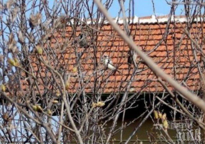 Знамение! Бяло врабче се появи във Видинско (снимки) 