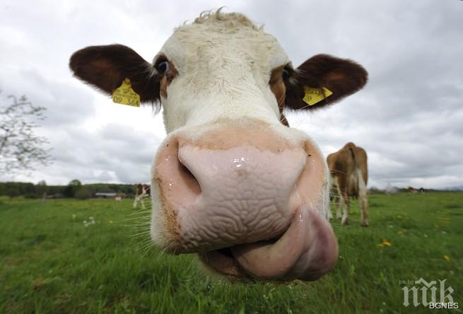 Греда! Германски радар обърка швейцарска крава с вражески самолет