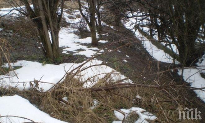 Селата по поречието на Дунав в община Гулянци заплашени от наводнения