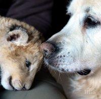 Директорка на зоопарк осинови лъвче