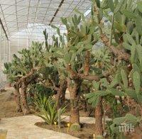 90-годишен кактус отглеждат в Ботаническата градина в Балчик