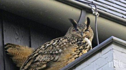 безпощадна агресивна сова рани холандци