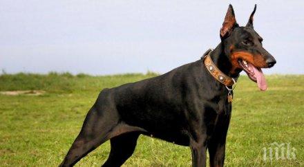 издирват мъж насъскал добермана разкъса котка