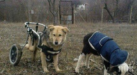 зверство злобни съседи обезобразиха стопанката ферма малтретирани животни