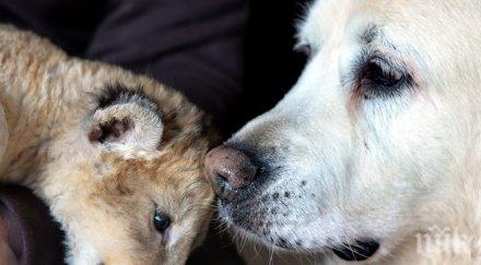 директорка зоопарк осинови лъвче