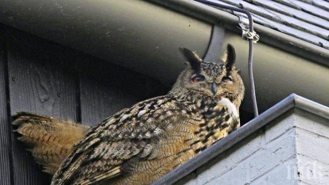 Безпощадна! Агресивна сова рани 50 холандци