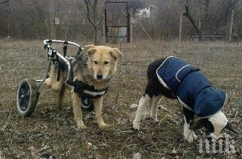 Зверство! Злобни съседи обезобразиха стопанката на ферма за малтретирани животни