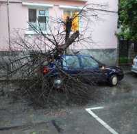 Дърво се срути върху кола в морската столица