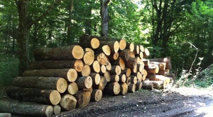 закопчаха дървен измамник