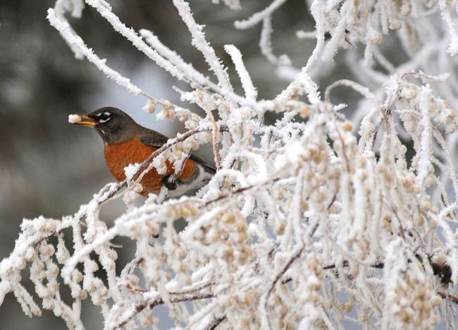 Падна първият сняг