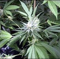 Канада преустанови производството на медицинска марихуана