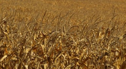 пожар изпепели тона зърно