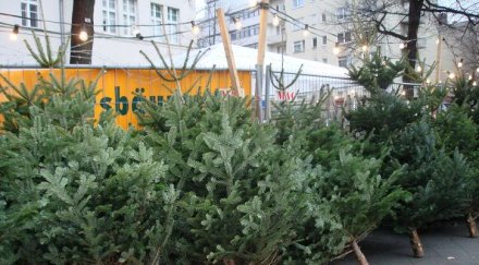 боровите дръвчета изчезнаха коледа