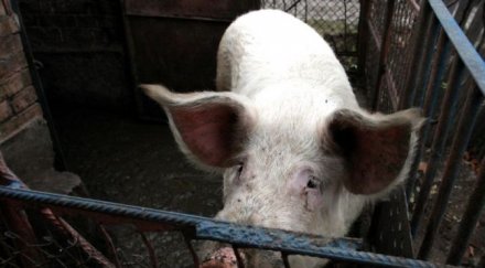 ядем румънски прасета даваме съседите пуйки