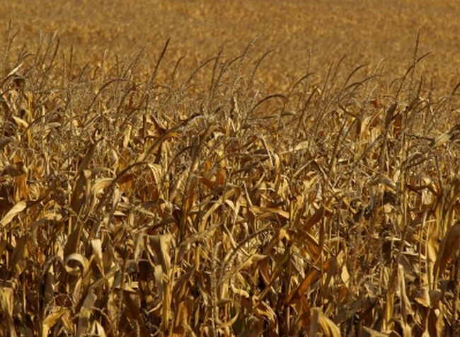 Пожар изпепели 10 тона зърно