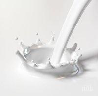 Изкупната цена на млякото е под себестойността