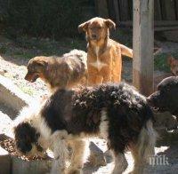 Откриха малтийска треска в приют за бездомни животни