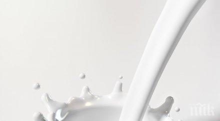 изкупната цена млякото себестойността