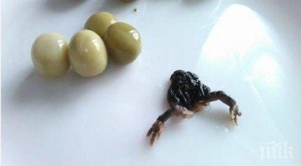 шокиращо жаба изплува консерва грах снимки