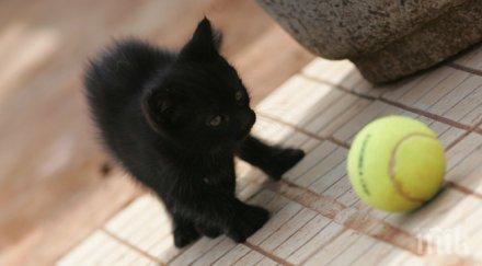 започнаха записванията детския тенис турнир албена