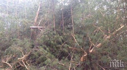 износители дървесина излизат протест