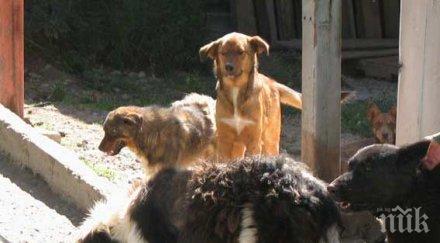 откриха малтийска треска приют бездомни животни