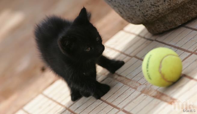Започнаха записванията за детския тенис турнир в Албена