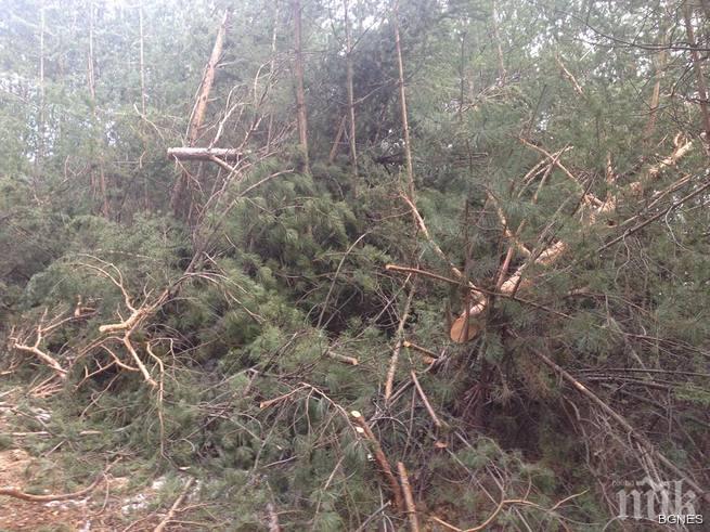 Износители на дървесина излизат на протест