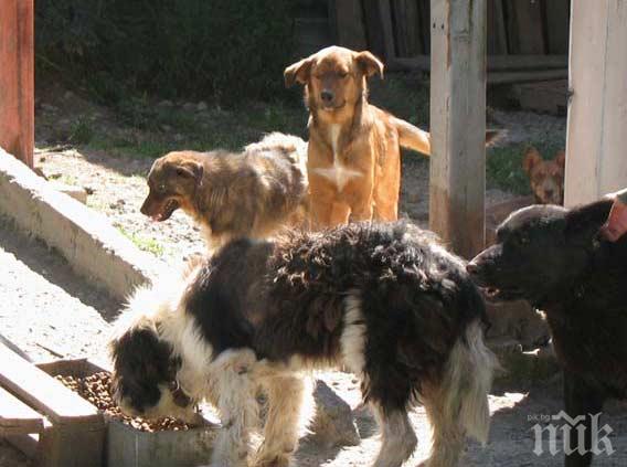 Откриха малтийска треска в приют за бездомни животни