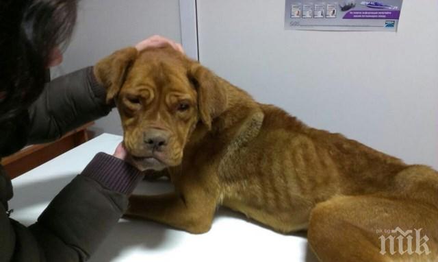 Ужас! Извадиха камъни от стомаха на изхвърленото куче в Радомир