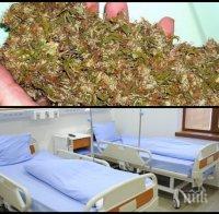 Легализират марихуаната у нас за медицински цели?