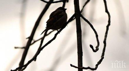 световен ден врабчето