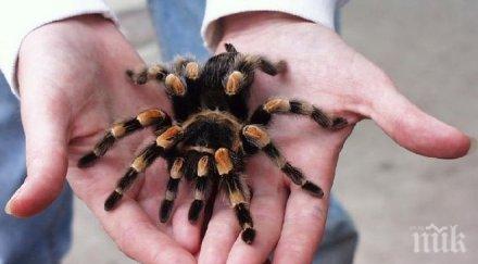 отрова паяци сменя хапчетата глава