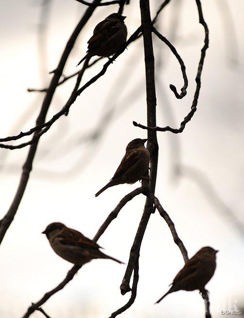 Световен ден на врабчето