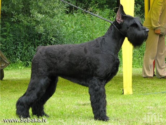 Наближава крайният срок за заплащане на таксата за домашно куче в Пловдив