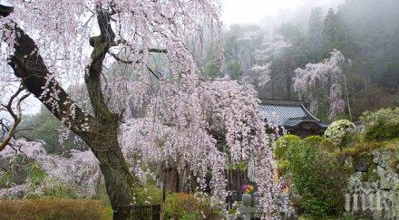 започна сезонът цъфтежа вишните япония