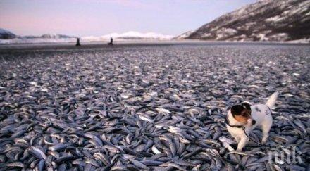 снабдяваме китайска риба