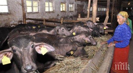 секторите животновъдство плодове зеленчуци получат голямо подпомагане