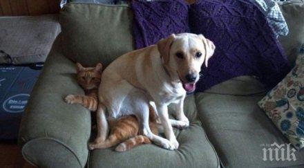 кучето добрият приятел човека