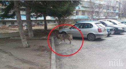 варненските вълци оказаха кучета снимка