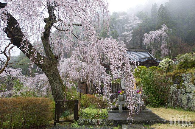 Започна сезонът на цъфтежа на вишните в Япония