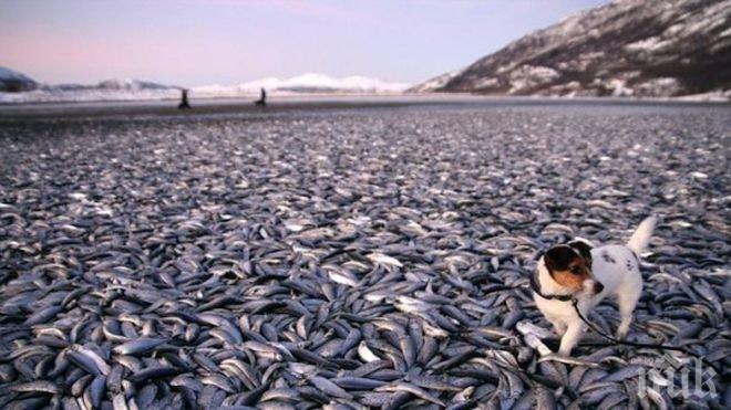 Снабдяваме ЕС с китайска риба