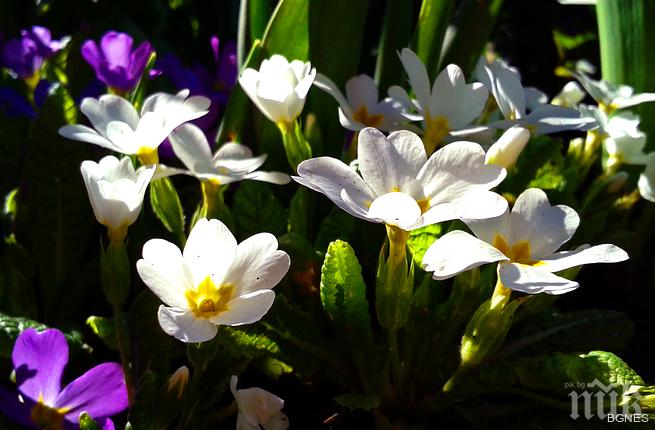 Слънцето и топлото време изкараха столичани в парковете
