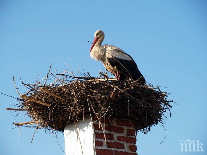 Монтират две платформи за щъркели