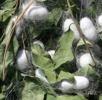 3600 лв. заработват на сезон хората, които отглеждат копринени буби у нас