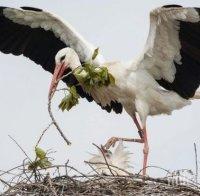 Първите щъркели прелетяха над Варна
