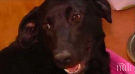 героично куче спаси всичките паленца горски пожар видео